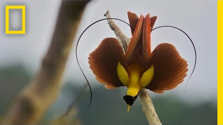 Tim Laman & Ed Scholes: Birds of Paradise | Nat Ge...