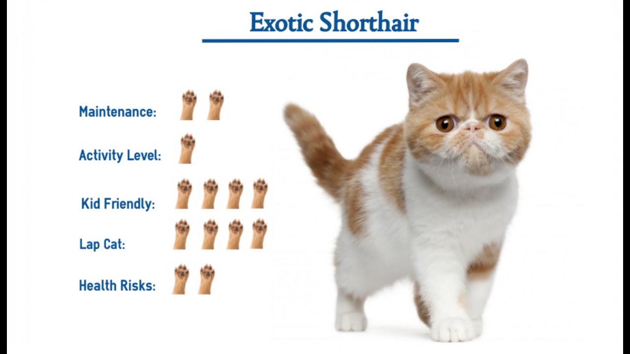 Everything About Exotic Shorthair Cats And Kittens Mykitten In Youtube