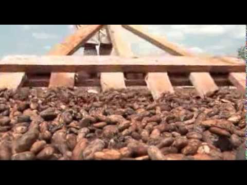 Video: Hvorfor Bør Du Velge Kakao Fremfor Kakao? Fordelene Med Kakao Og Mer