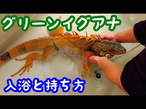 グリーンイグアナ マダナイの入浴と持ち方