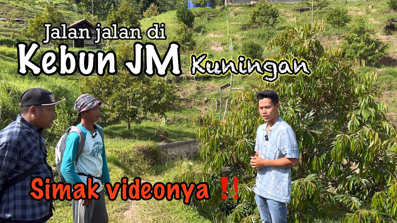 Kebun durian terbaik di kuningan ( KEBUN DURIAN JM)
