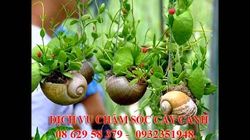 , 0932351948.]] dịch vụ cắt cỏ, trồng cây xanh sân vườn quận thủ đức.tphcm