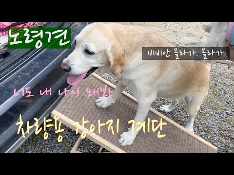 대형 노령견  차량용 강아지 계단 /너도 내 나이 돼봐/노령견 필수품