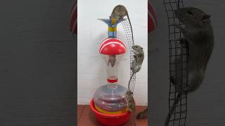 Best Homemade Mouse Trap Ideas From Old Items #Rattrap #Rat #Mousetrap #Shorts