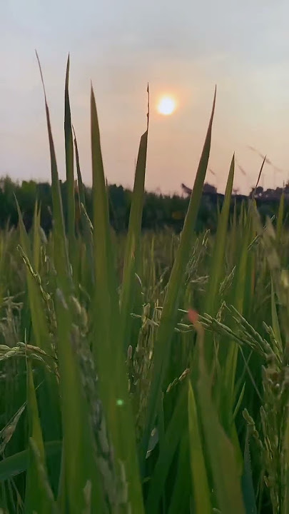 nyidam sari instrumen #sawah #campursari #koploenaktenan #instrumental #langgamcampursaribassglerr