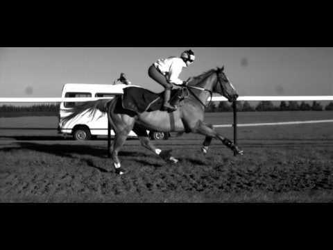 Galloping Horse in Super Slow Motion