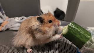 The Unexpected ASMR Delight | Toto the Hamster Eating Cucumber by TotoHamsterJourney 294 views 3 months ago 28 seconds