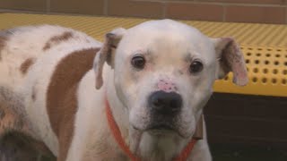 RESCUE ROUNDUP: Resilient dog Coney awaits a loving home at Genesee County Animal Control