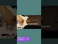 【弾いてみた】バミューダアンドロメダ / KEYTALK bass ベース