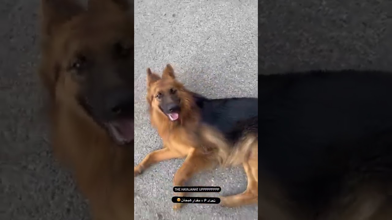 Shila Is The Most Famous Dog On Instagram Professionally Trained Dog Shila Is The Most Famous Dog On Instagram Professionally Trained Dog
