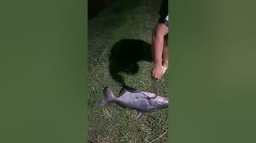 Vlogs 1 Báo cá - Hồ Vườn Dừa ấp Ngã Tư, xã Nhuận Đức, huyện Củ Chi, TP HCM || Mần Nông Vlogs