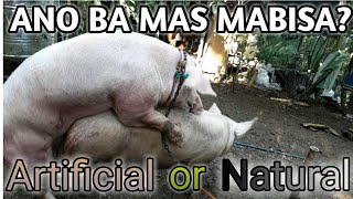 PARAAN PARA MABUNTIS ANG BABOY #advensoy #baboy #hograising #backyardfarming #pig #buhayprobinsya