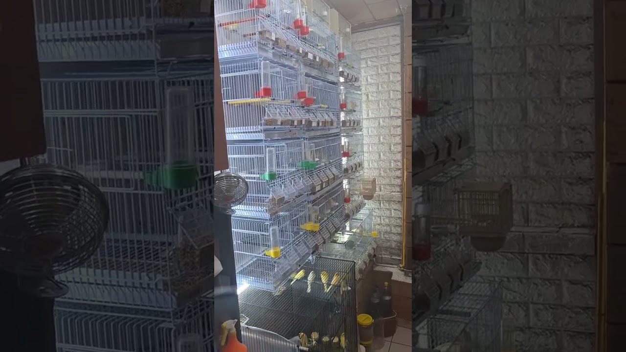 Sotos The Birds:Σχεδόν Τελείωσα Τής Κατανομές Τού Εκτροφείου 2026:Πάμε Δυνατά...