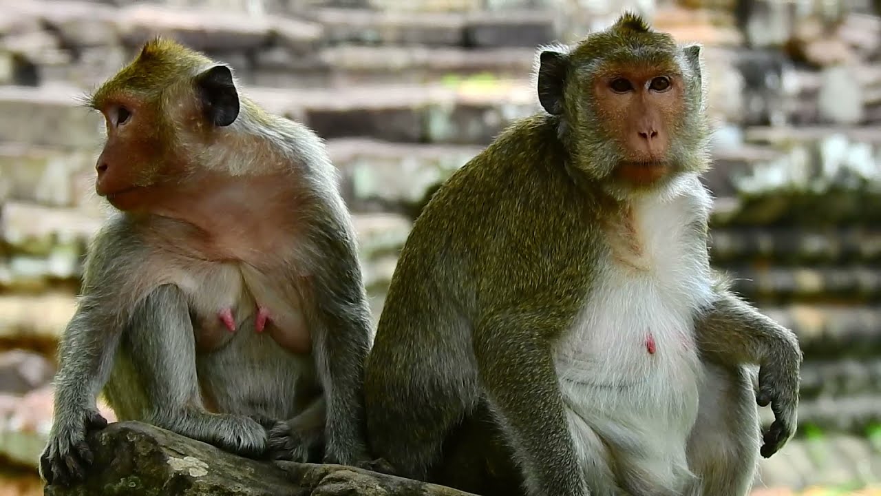 Jill And Maria Monkey Look So Sad, They Are Looking For Poor Jessie Monkey, Come Back