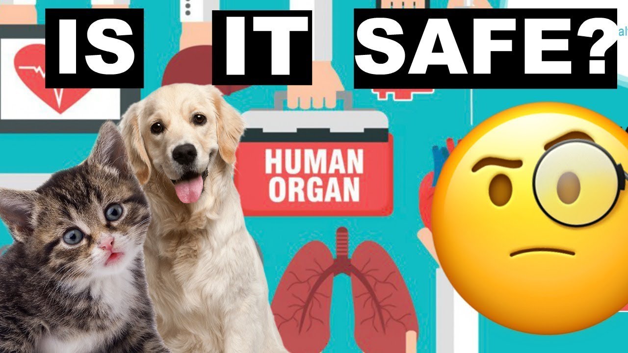 Can I Have a Pet After Transplant YouTube