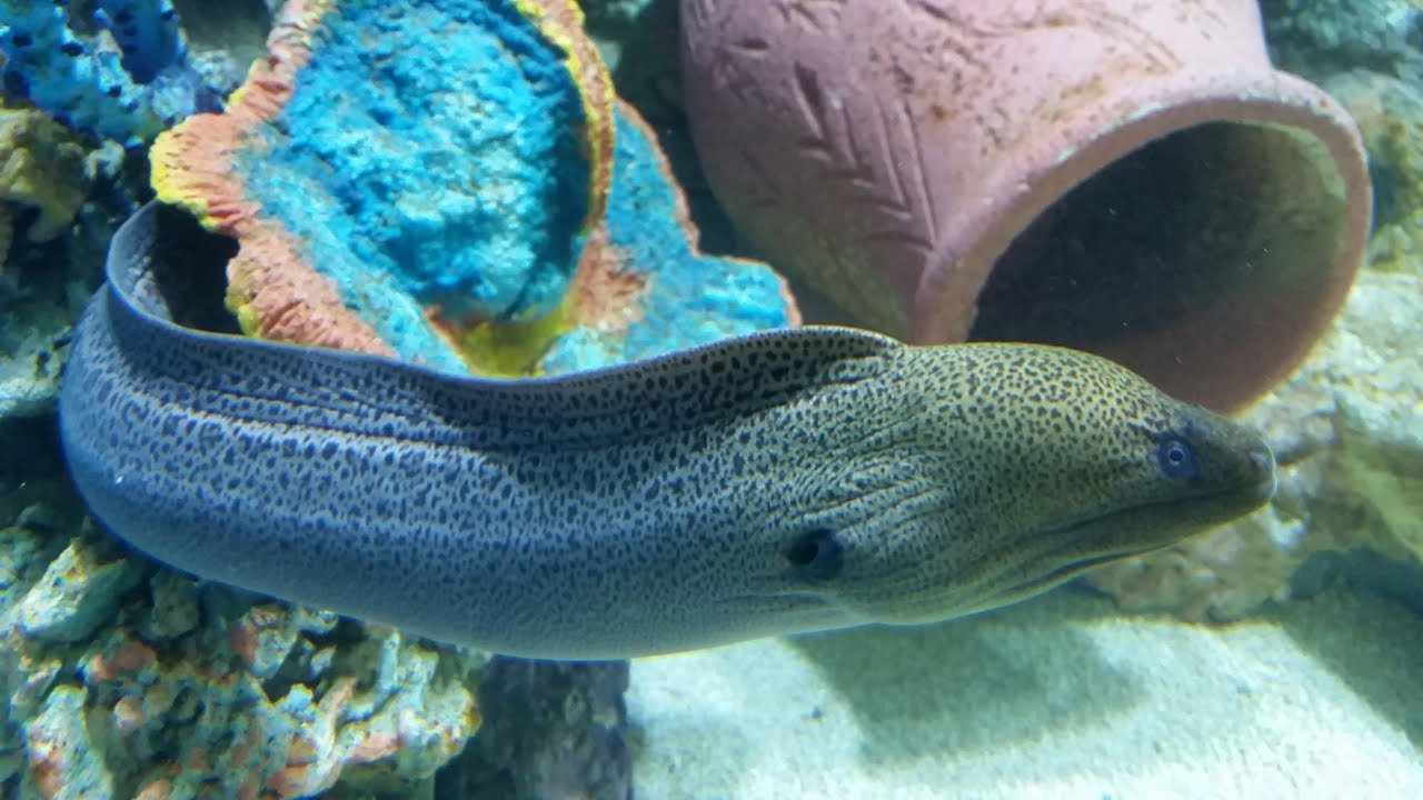 2,250 Gallon Moray eel Aquarium with ORSENSO's MARLIN 50 IP67 LED