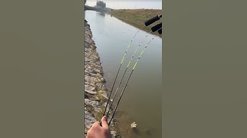 Cần câu máy 2 khúc siêu dẻo 2,1 mét câu bè câu ngâm lăng xê 🎣🤩🥰🐠#fishing #shorts