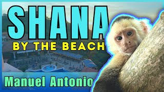 BEST RESORT in Manuel Antonio, Costa Rica ~ Shana by the Beach full resort walkthrough 🐒🇨🇷😎