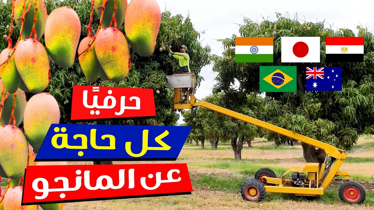 اسرار مزارع المانجو العملاقة في مصر و العالم - زراعة وحصاد - كيف يتم صناعة الفاكهة المجففة والمجمدة