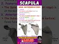 Scapula Viva Question: Right or Left? 🤔 #medical #scapula