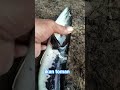 ikan toman#fypikan#fypikantoman