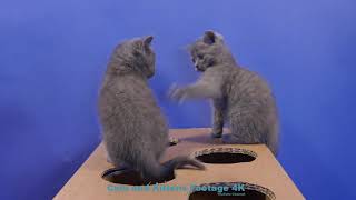 5 MIN | Cute Kittens Fighting and Playing Together by Cats and Kittens Footage 185 views 1 year ago 5 minutes, 1 second