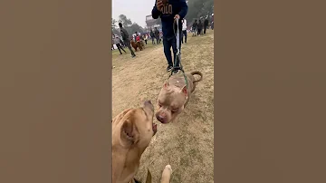 Savdhani hati🥵 dhurgatna gati😵‍💫 Full vlog on channel 🔺️ #amanandbully #pitbulldog #dogshow