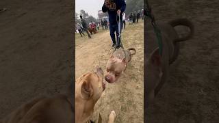 Savdhani hati dhurgatna gati‍ Full vlog on channel  #amanandbully #pitbulldog #dogshow