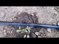 Drip irrigation system नेपालमा थोपा सिचाइ प्रणालीको अभ्यास