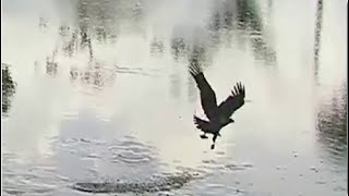 SWFL Eagles ~ DOES E22 CATCH ITS FIRST FISH?? 🐠 Watch In Super Slo-mo & Zoom! 6.3.23 Profile