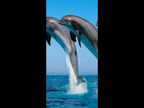 Дельфинарий Батуми, шоу четырех дельфинов. Dolphinarium of Batumi, a show of four dolphins.