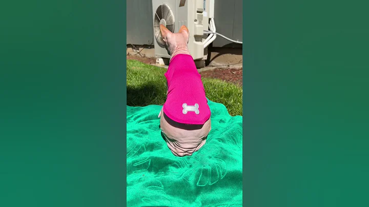My hairless cat gets sunburned! ☀️ #sphynx #hairlesscat #shorts - DayDayNews