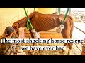 The worst rescue horse we have ever seen. Dory's full Story. Tenerife horse rescue