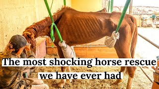 The most difficult rescue horse we ever had. Dory's full Story. Tenerife Horse Rescue