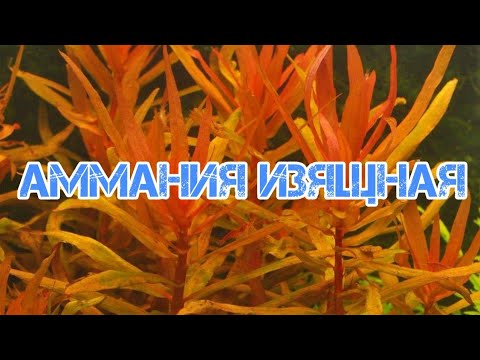 Video: Ammania Graceful - Dar Z Nebies Pre Akváriá