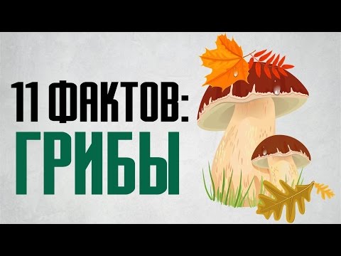 11 фактов о грибах и интересных свойствах грибов