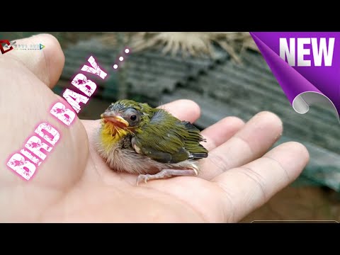 Video: Sparrow nestlings noj dab tsi?