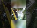 Electrical Wiring Fails: Insulation Completely Crumbles Off! #shorts
