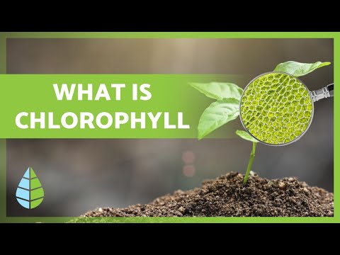 Video: Zijn chlorofylen het meest polair?