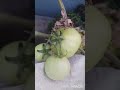 tomatoes and lichi plant's