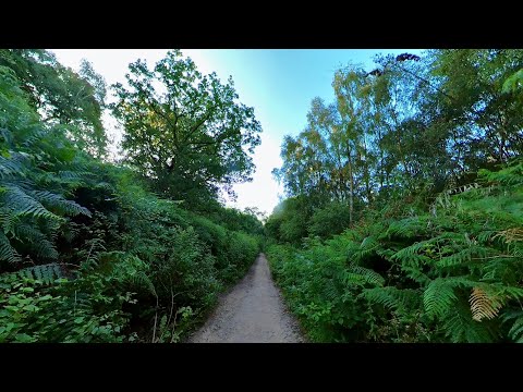 Early Morning Walk through the Ancient Hopwas Woods, English Countryside in 4K Part 2 Walking Tour.