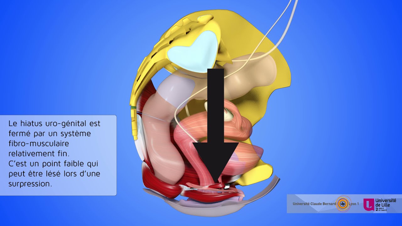 Rôles des muscles et des fascias du plancher/diaphragme