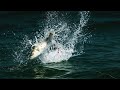 INK - Striped Bass Topwater Feeding Frenzy with Capt. Jaime Boyle