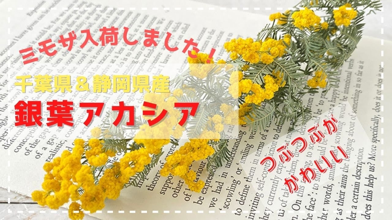 国産の銀葉アカシア（ミモザ）入荷しました！ドライフラワーにすると 