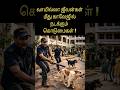 காலேஜில் அதிகரிக்கும் கொடுமைகள் Dogs Hurt in college #sans #sansanimalwelfaretrust