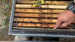Смена маток в пчелосемьях