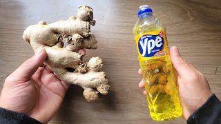 Elimine as pragas de forma natural com uma mistura de gengibre e detergente