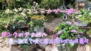 【ガーデニング】秋まで咲くエボルブルス属・休眠株と非休眠株・ピンクのアナベル