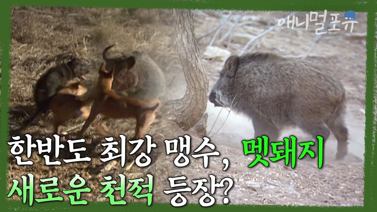 천적이 사라진 강력한 맹수, 멧돼지. 이들 앞에 나타난 새로운 천적은 누구인가 | KBS 환경스페셜 040602 방송