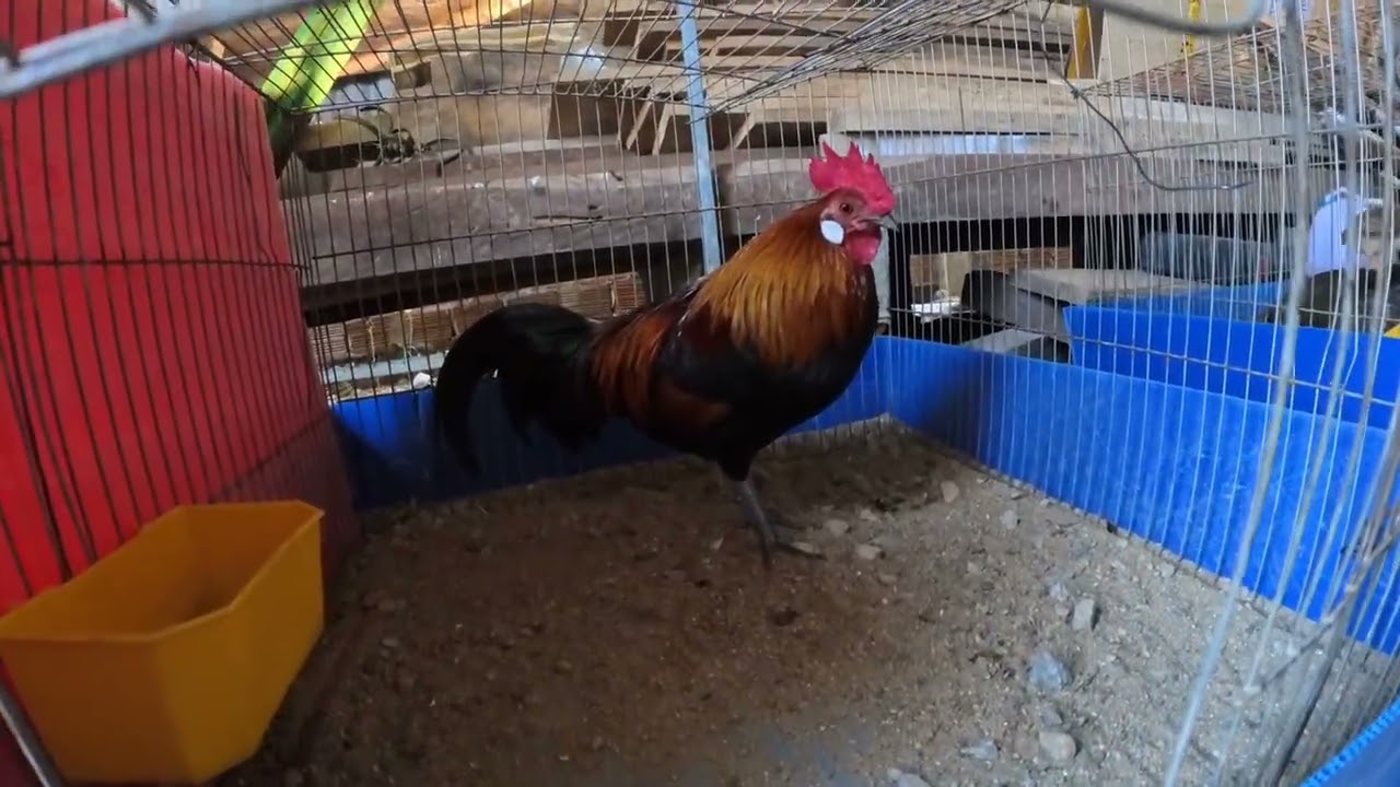 Chăm sóc và thuần gà rừng